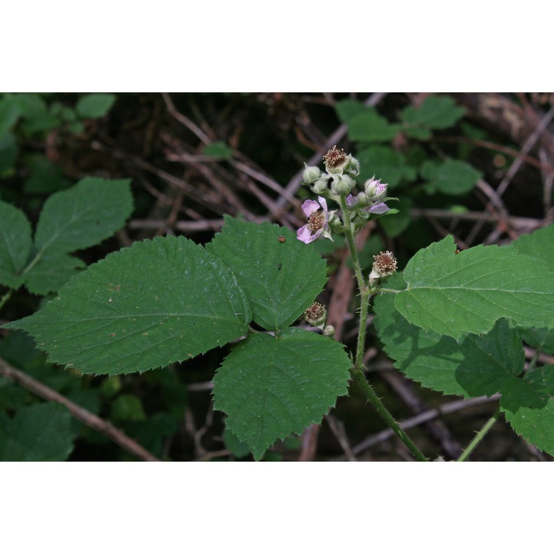 rubus arrigonii camarda