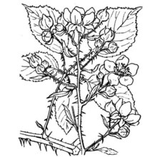 rubus bifrons vest ex tratt.