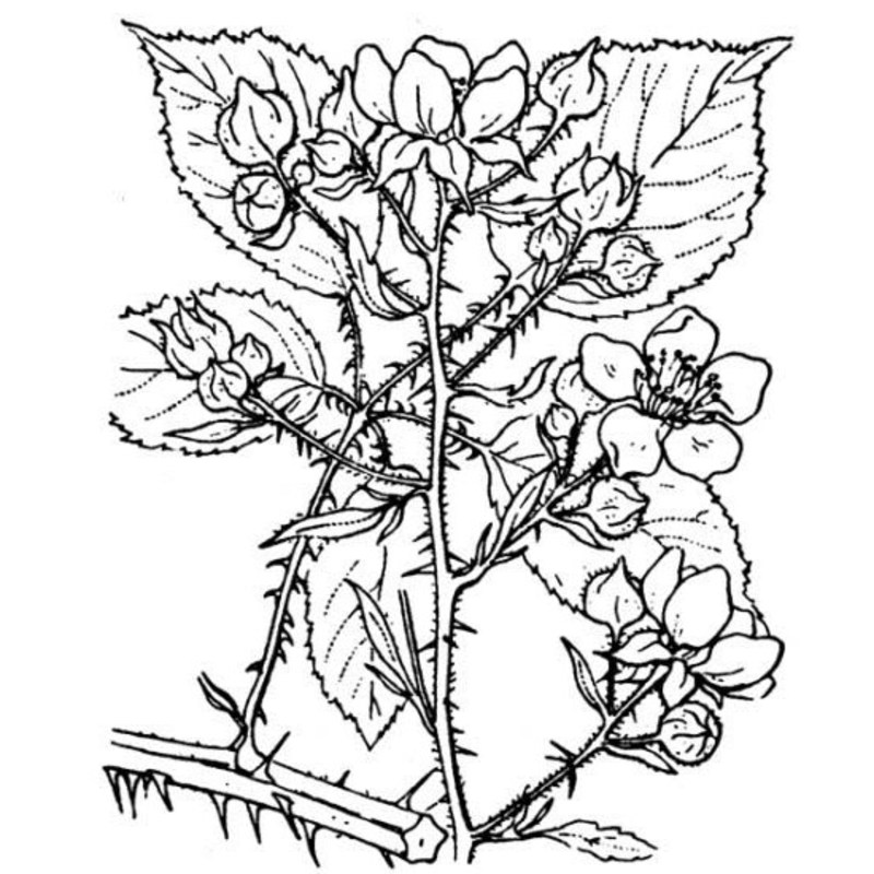 rubus bifrons vest ex tratt.