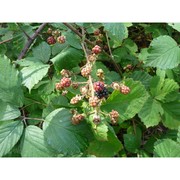 rubus bifrons vest ex tratt.