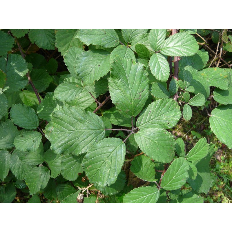 rubus bifrons vest ex tratt.