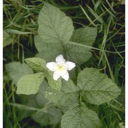 rubus caesius l.