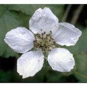 rubus caesius l.