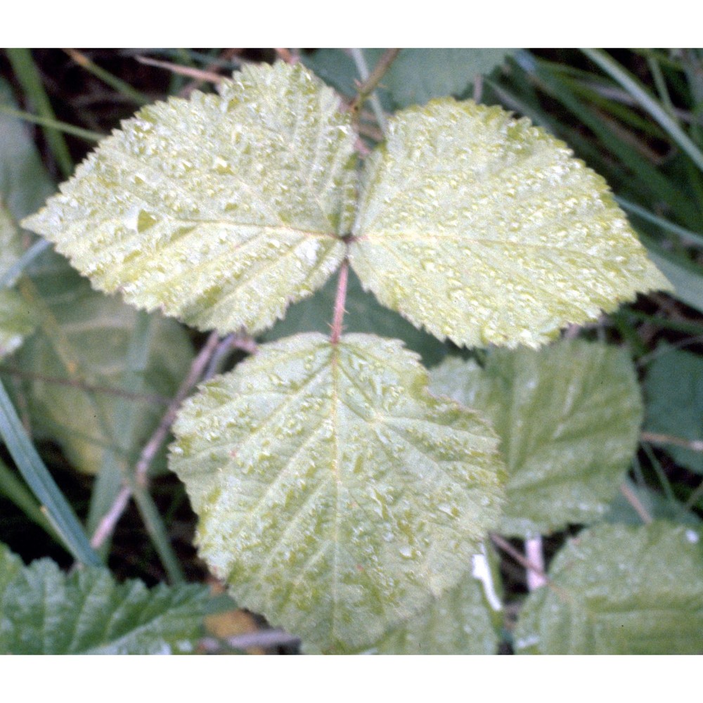 rubus caesius l.