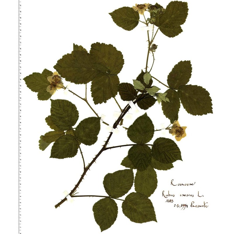 rubus caesius l.