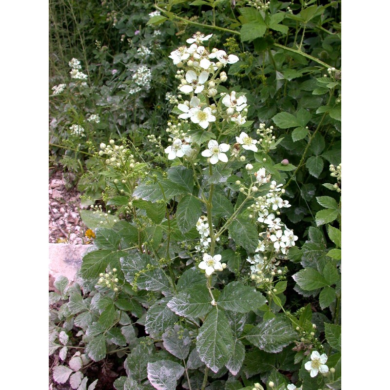 rubus canescens dc.