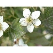 rubus canescens dc.