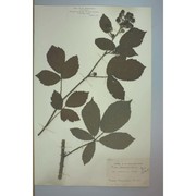 rubus chloocladus w. c. r. watson