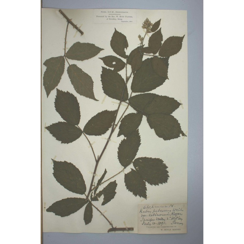 rubus chloocladus w. c. r. watson