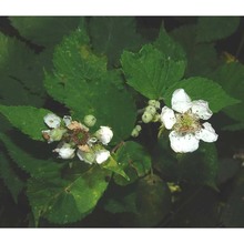 rubus constrictus lefèvre et p. j. müll.