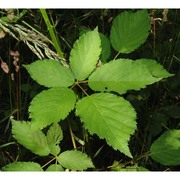 rubus constrictus lefèvre et p. j. müll.