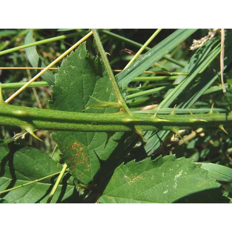 rubus constrictus lefèvre et p. j. müll.