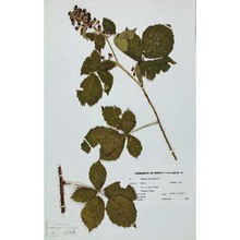 rubus fasciculatus p. j. müll.