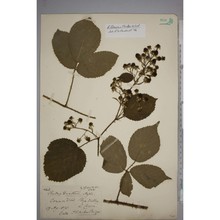 rubus flexuosus p. j. müll. et lefèvre