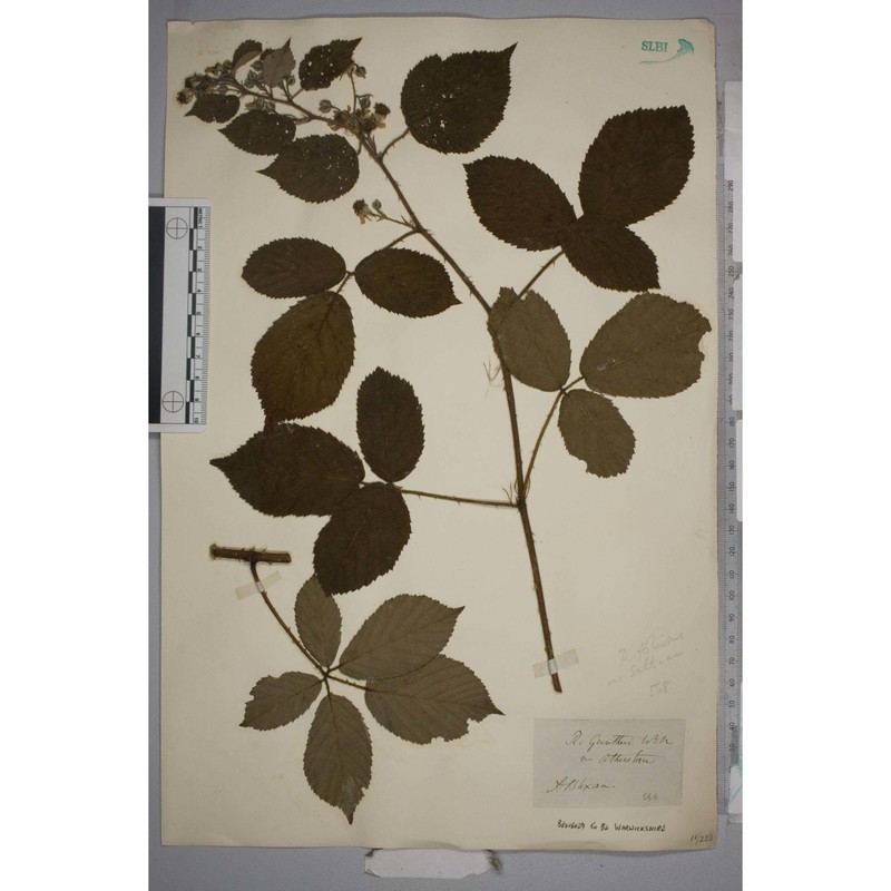 rubus flexuosus p. j. müll. et lefèvre