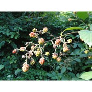 rubus goniophorus h. e. weber