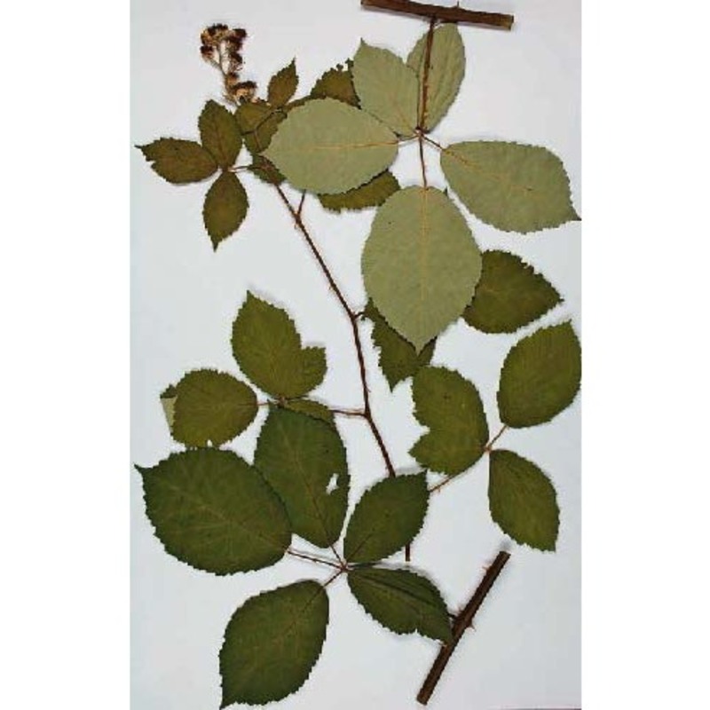 rubus henrici-egonis holub