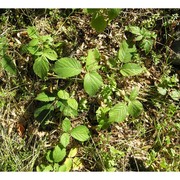 rubus hirtus waldst. et kit. 