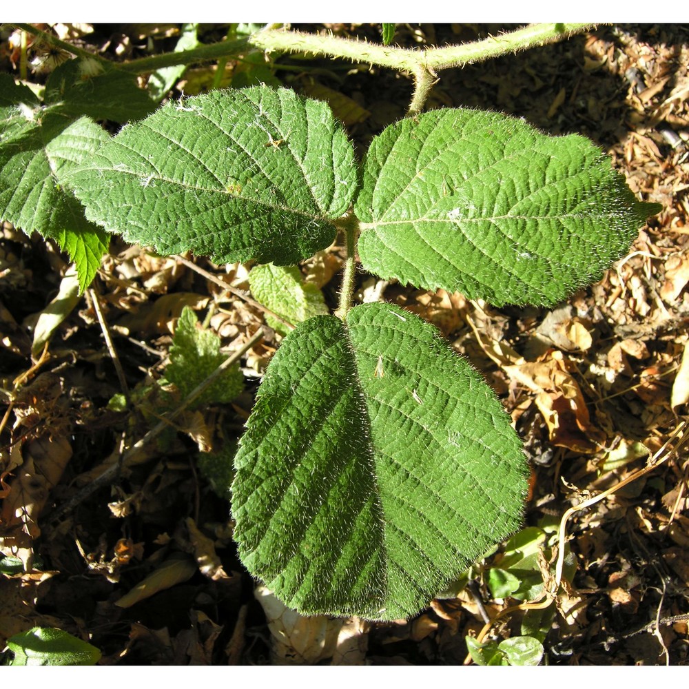 rubus hirtus waldst. et kit. 