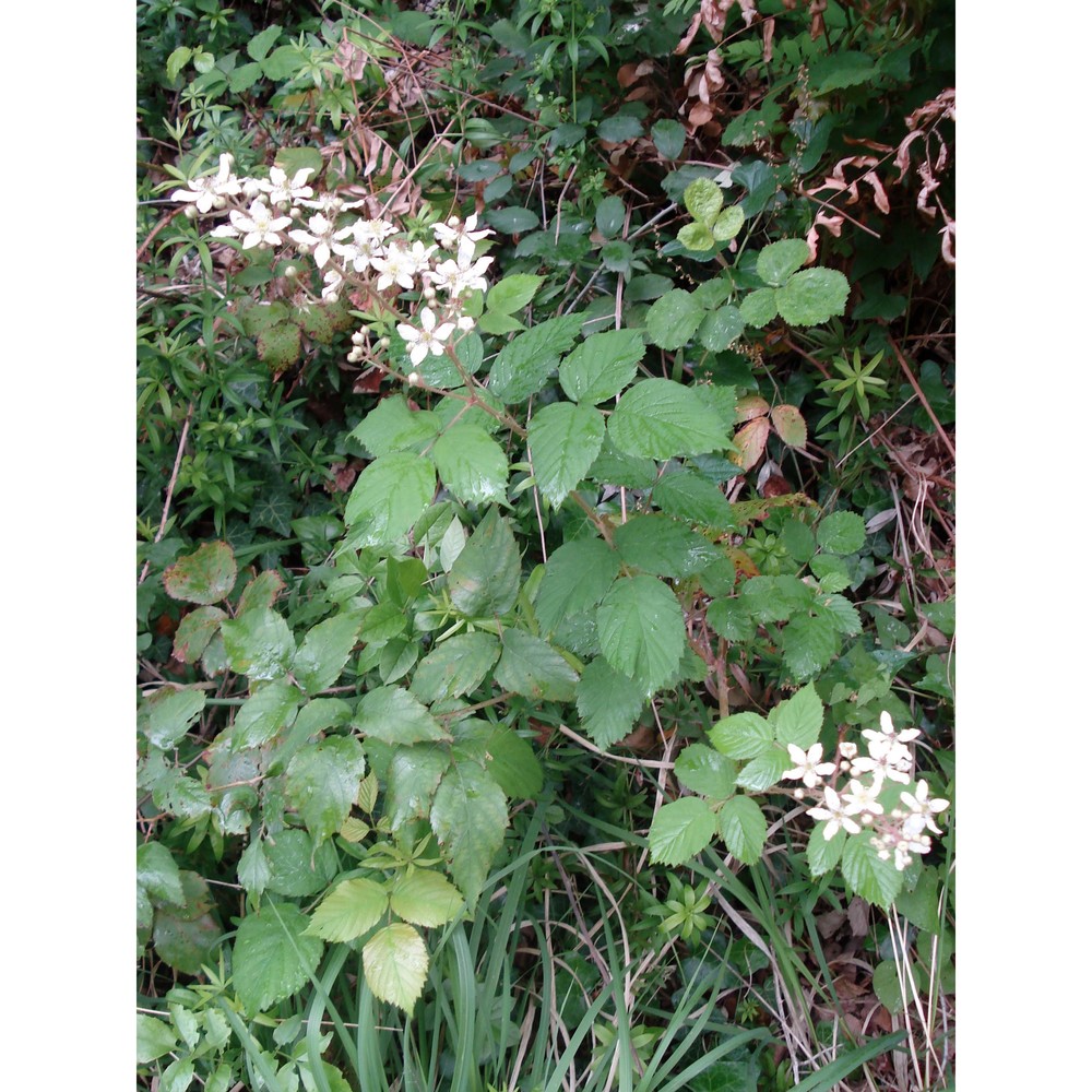 rubus incanescens (dc.) bertol.