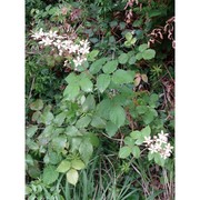 rubus incanescens (dc.) bertol.