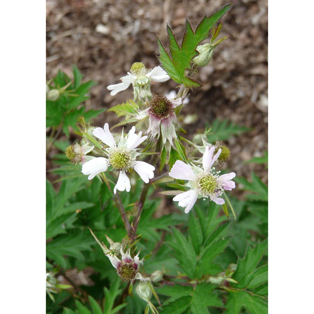 rubus laciniatus willd.