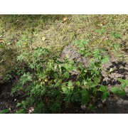 rubus laciniatus willd.