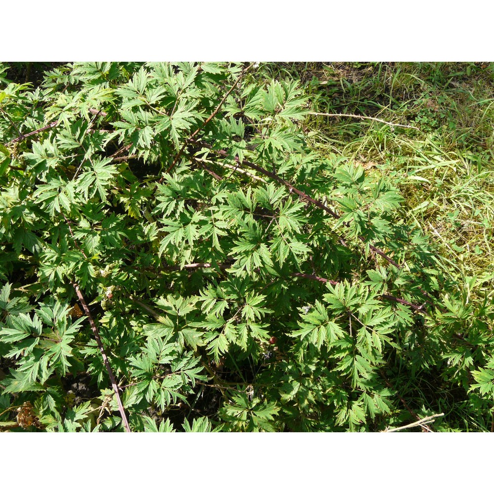 rubus laciniatus willd.