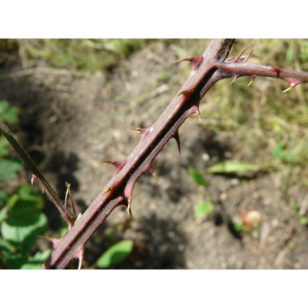 rubus laciniatus willd.