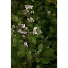 rubus limbarae camarda