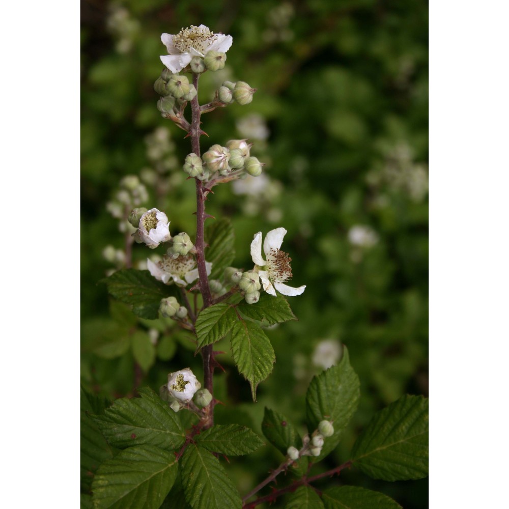 rubus limbarae camarda