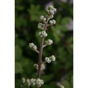 rubus limbarae camarda