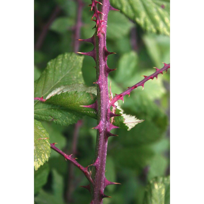 rubus limbarae camarda