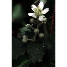 rubus macrophyllus weihe et nees