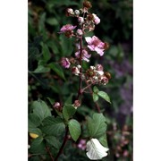 rubus montanus libert ex lej.