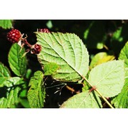 rubus nessensis hall