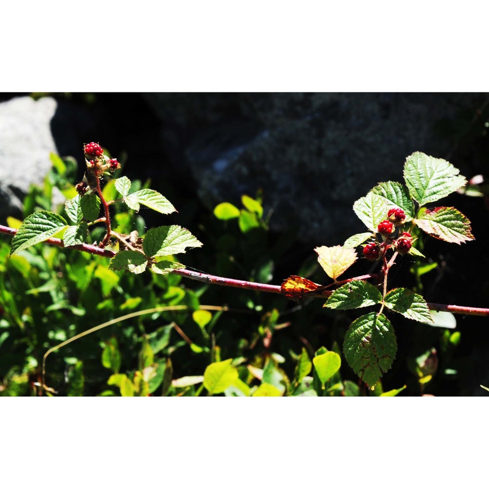 rubus nessensis hall