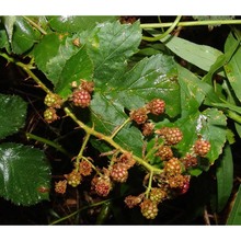 rubus obtusangulus gremli