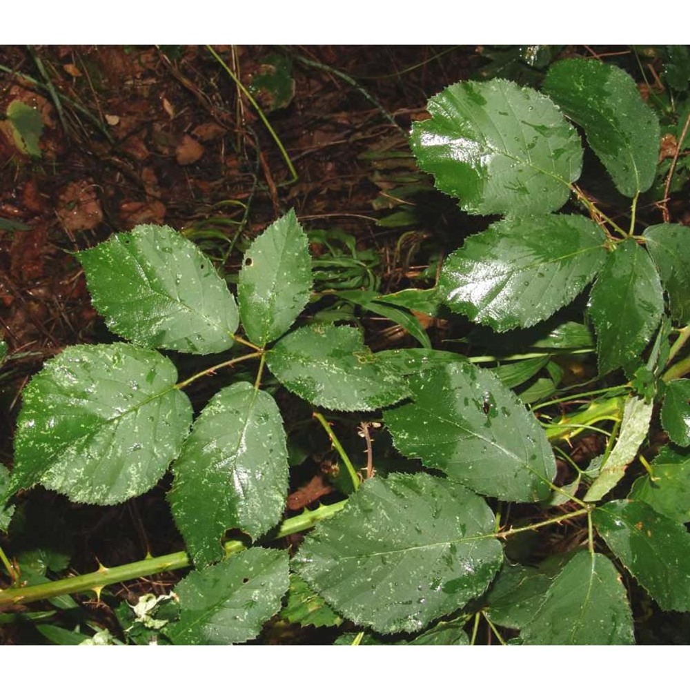 rubus obtusangulus gremli