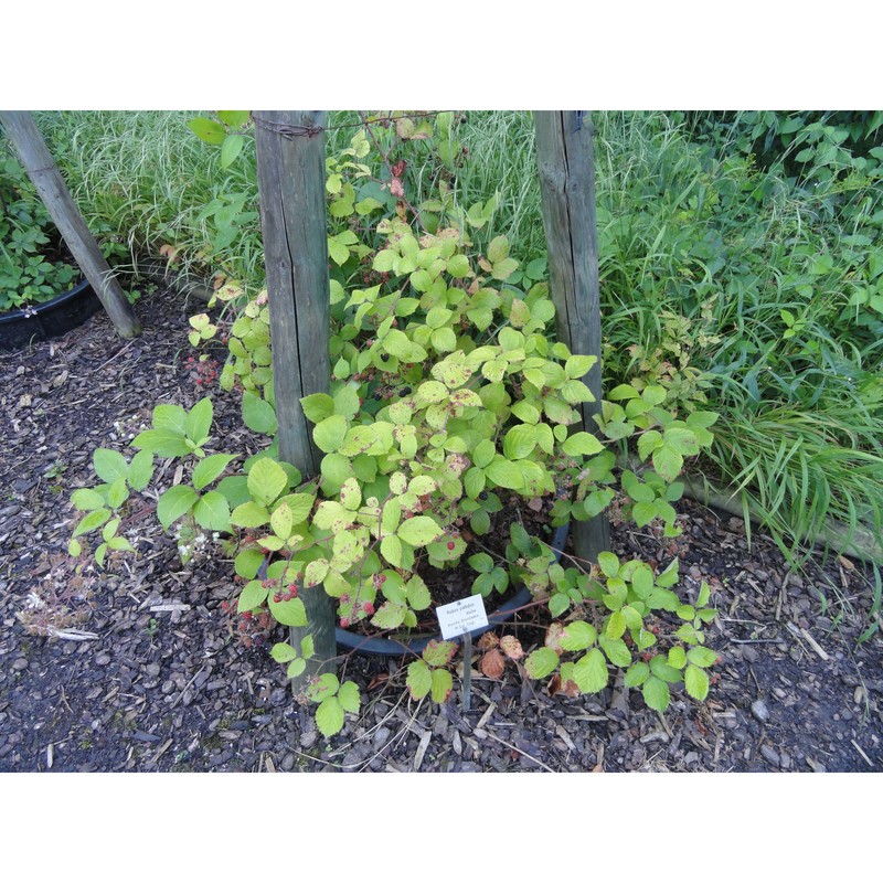 rubus pallidus weihe