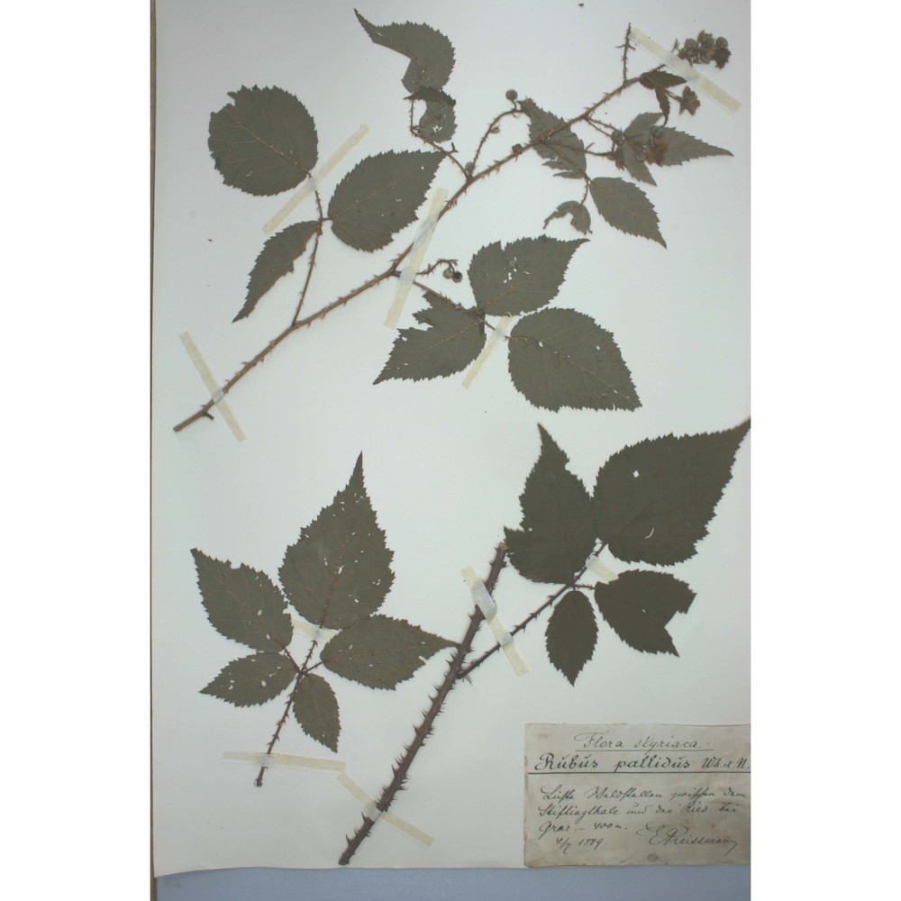 rubus pallidus weihe