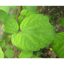 rubus phoenicolasius maxim.