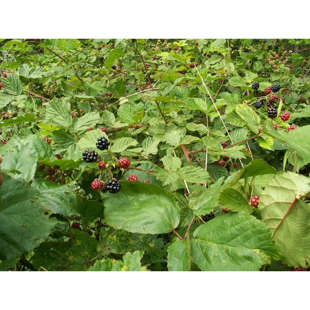 rubus plicatus weihe et nees