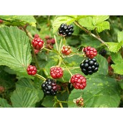 rubus plicatus weihe et nees