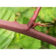 rubus plicatus weihe et nees