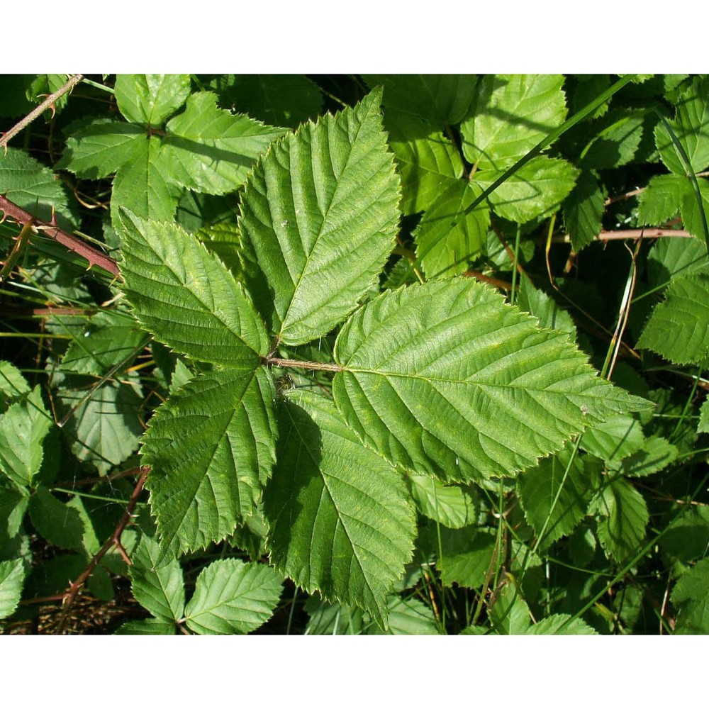 rubus plicatus weihe et nees