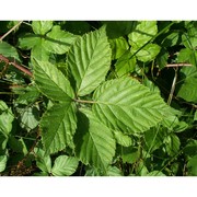 rubus plicatus weihe et nees