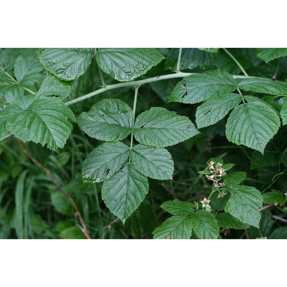 rubus pseudidaeus (weihe) lej.