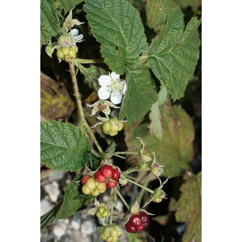 rubus pseudidaeus (weihe) lej.