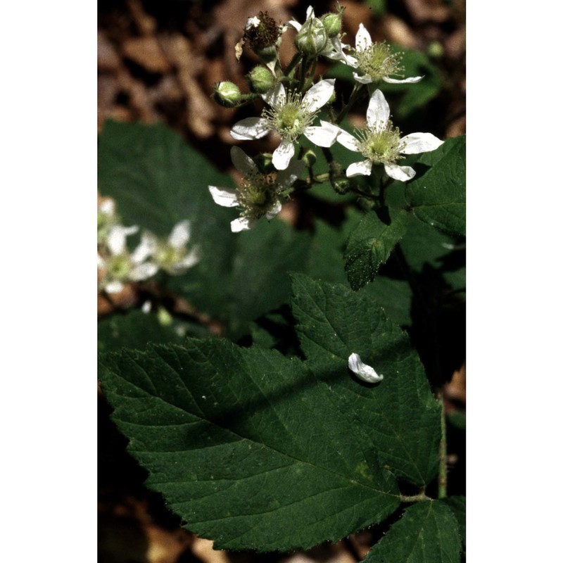 rubus radula weihe